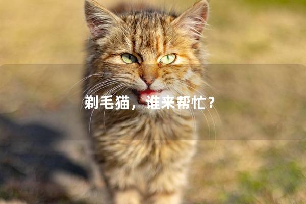 剃毛猫，谁来帮忙？