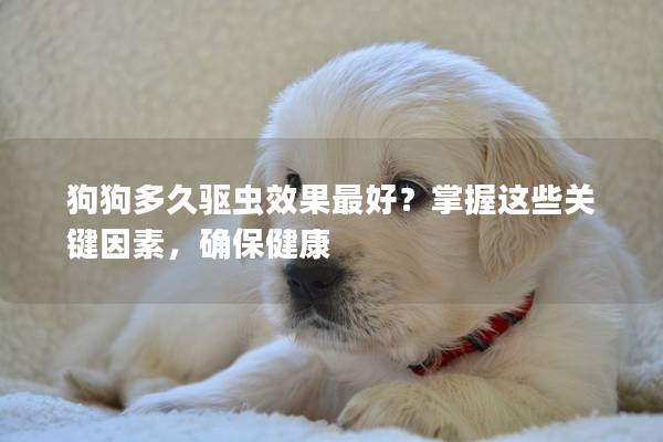 狗狗多久驱虫效果最好？掌握这些关键因素，确保健康