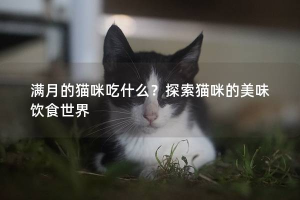 满月的猫咪吃什么？探索猫咪的美味饮食世界