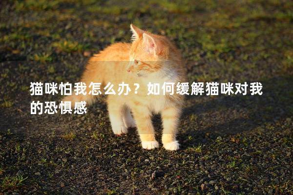 猫咪怕我怎么办？如何缓解猫咪对我的恐惧感