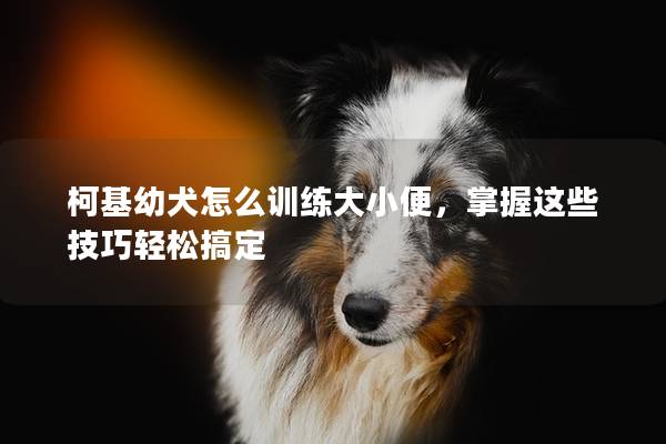 柯基幼犬怎么训练大小便，掌握这些技巧轻松搞定