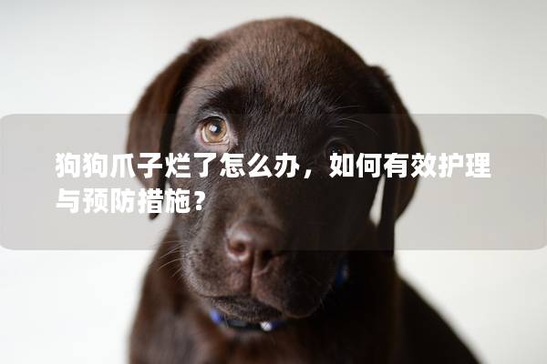 狗狗爪子烂了怎么办，如何有效护理与预防措施？