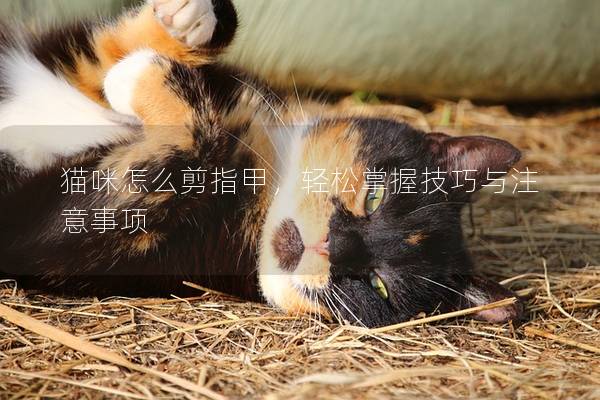 猫咪怎么剪指甲，轻松掌握技巧与注意事项