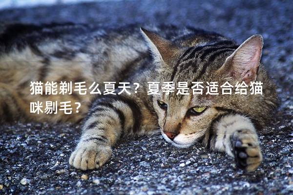 猫能剃毛么夏天？夏季是否适合给猫咪剔毛？