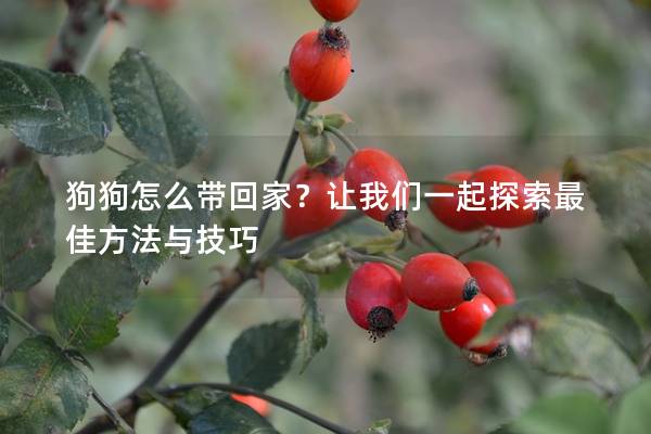 狗狗怎么带回家？让我们一起探索最佳方法与技巧