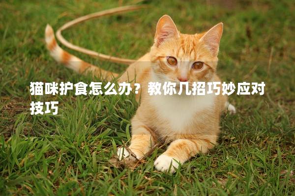 猫咪护食怎么办？教你几招巧妙应对技巧