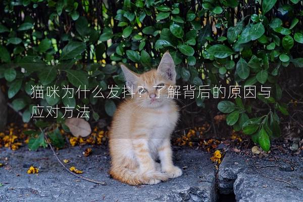 猫咪为什么发抖？了解背后的原因与应对方法