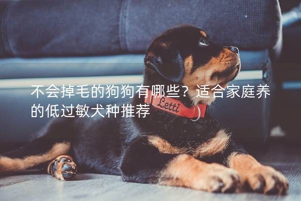 不会掉毛的狗狗有哪些？适合家庭养的低过敏犬种推荐