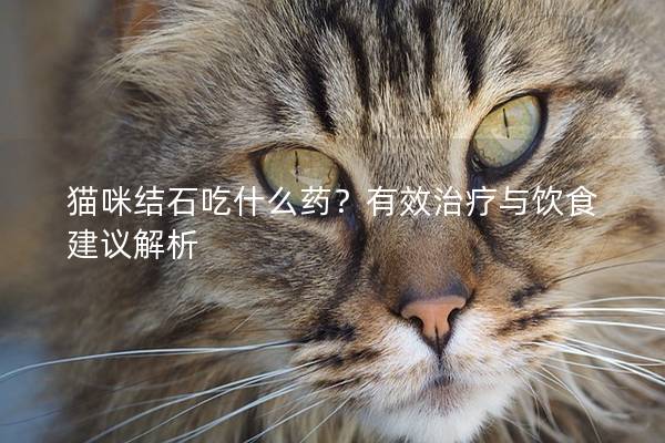 猫咪结石吃什么药？有效治疗与饮食建议解析