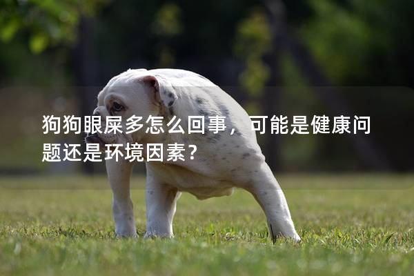 狗狗眼屎多怎么回事，可能是健康问题还是环境因素？