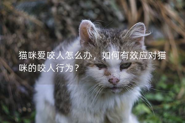 猫咪爱咬人怎么办，如何有效应对猫咪的咬人行为？