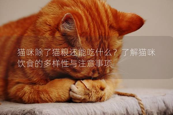 猫咪除了猫粮还能吃什么？了解猫咪饮食的多样性与注意事项