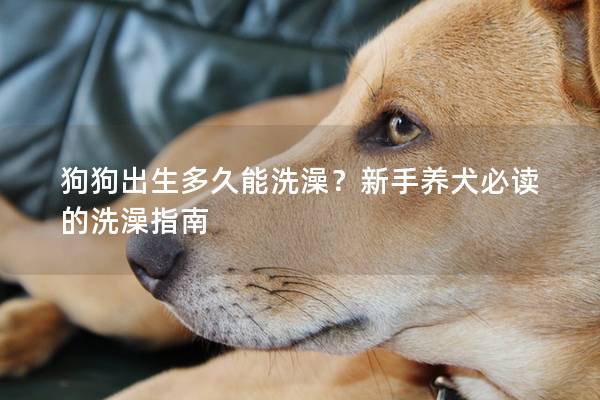 狗狗出生多久能洗澡？新手养犬必读的洗澡指南