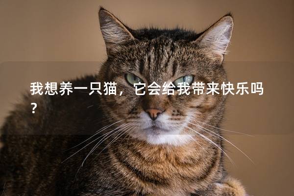 我想养一只猫，它会给我带来快乐吗？