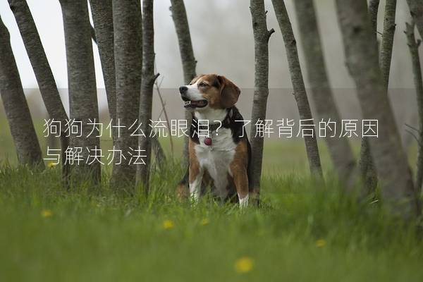 狗狗为什么流眼泪？了解背后的原因与解决办法