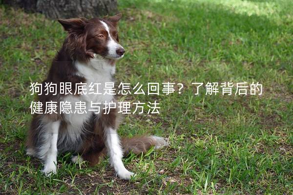 狗狗眼底红是怎么回事？了解背后的健康隐患与护理方法