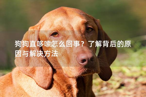 狗狗直哆嗦怎么回事？了解背后的原因与解决方法