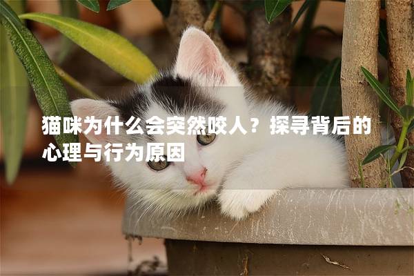 猫咪为什么会突然咬人？探寻背后的心理与行为原因