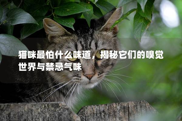 猫咪最怕什么味道，揭秘它们的嗅觉世界与禁忌气味