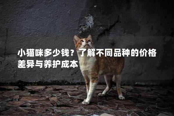 小猫咪多少钱？了解不同品种的价格差异与养护成本