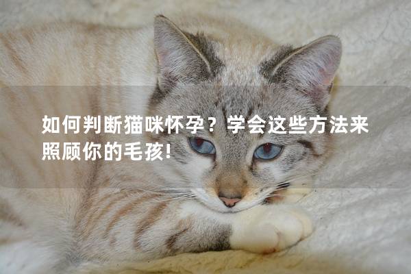 如何判断猫咪怀孕？学会这些方法来照顾你的毛孩!