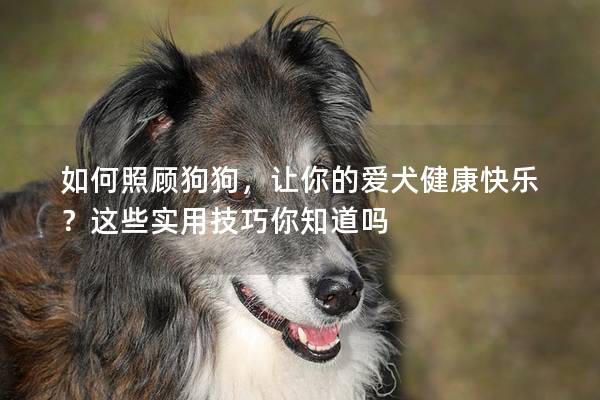 如何照顾狗狗，让你的爱犬健康快乐？这些实用技巧你知道吗