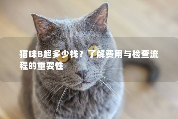 猫咪B超多少钱？了解费用与检查流程的重要性