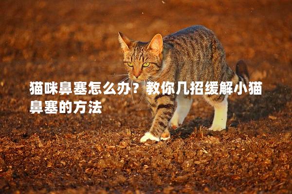 猫咪鼻塞怎么办？教你几招缓解小猫鼻塞的方法