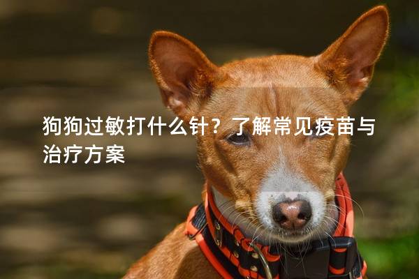 狗狗过敏打什么针？了解常见疫苗与治疗方案