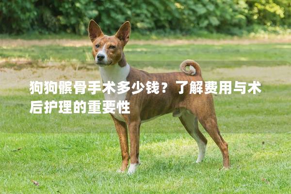 狗狗髌骨手术多少钱？了解费用与术后护理的重要性