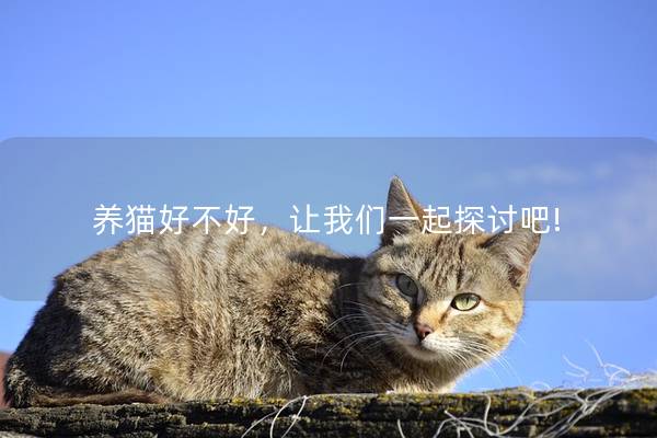 养猫好不好，让我们一起探讨吧!