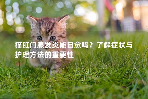 猫肛门腺发炎能自愈吗？了解症状与护理方法的重要性