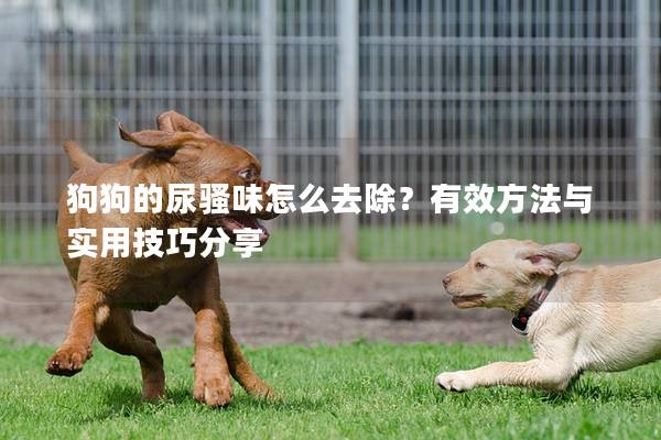 狗狗的尿骚味怎么去除？有效方法与实用技巧分享