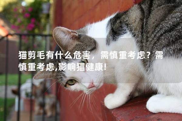 猫剪毛有什么危害，需慎重考虑？需慎重考虑,影响猫健康!