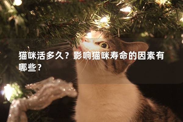 猫咪活多久？影响猫咪寿命的因素有哪些？