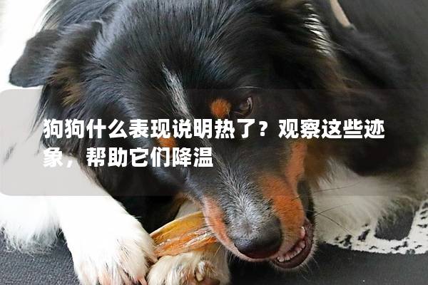 狗狗什么表现说明热了？观察这些迹象，帮助它们降温