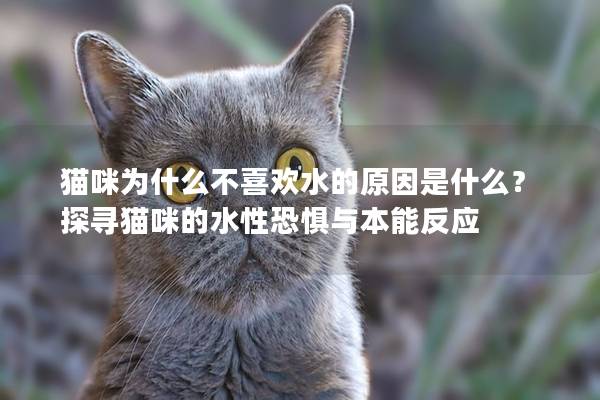 猫咪为什么不喜欢水的原因是什么？探寻猫咪的水性恐惧与本能反应