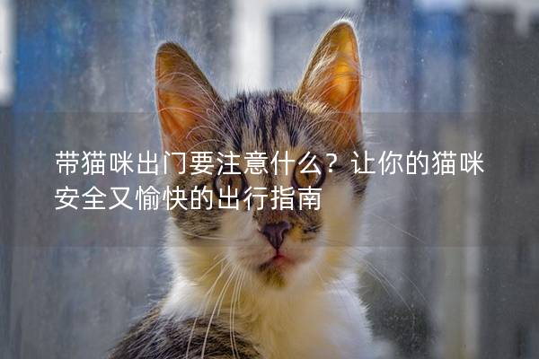 带猫咪出门要注意什么？让你的猫咪安全又愉快的出行指南