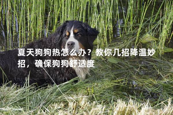 夏天狗狗热怎么办？教你几招降温妙招，确保狗狗舒适度