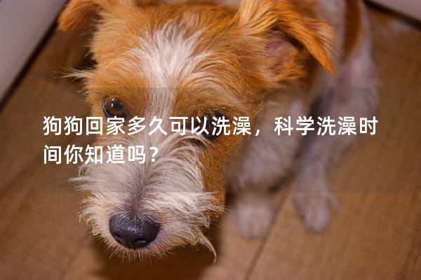 狗狗回家多久可以洗澡，科学洗澡时间你知道吗？