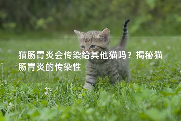 猫肠胃炎会传染给其他猫吗？揭秘猫肠胃炎的传染性