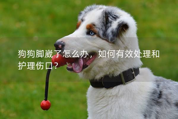 狗狗脚崴了怎么办，如何有效处理和护理伤口？