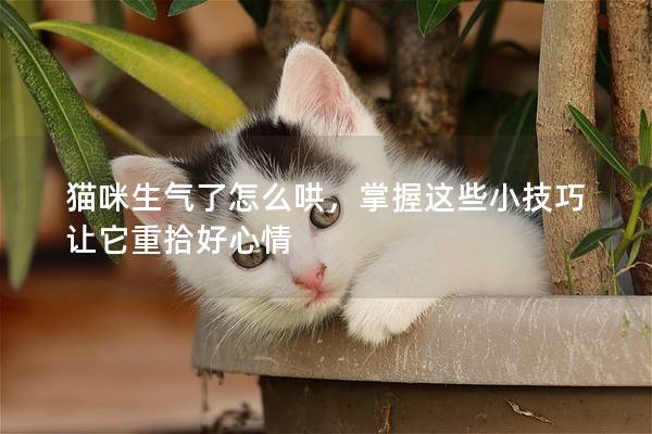 猫咪生气了怎么哄，掌握这些小技巧让它重拾好心情