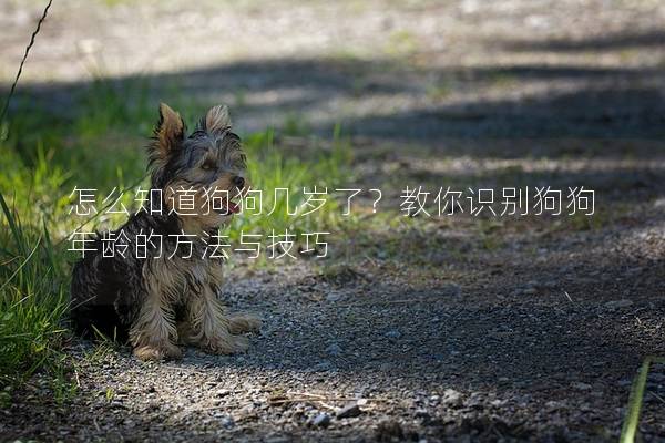 怎么知道狗狗几岁了？教你识别狗狗年龄的方法与技巧