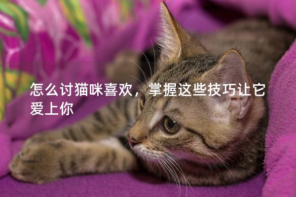 怎么讨猫咪喜欢，掌握这些技巧让它爱上你