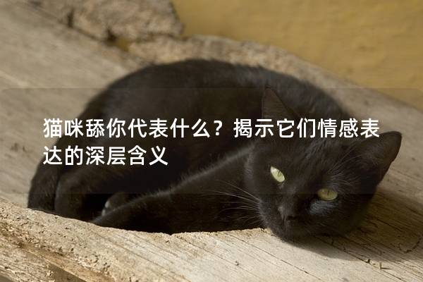 猫咪舔你代表什么？揭示它们情感表达的深层含义