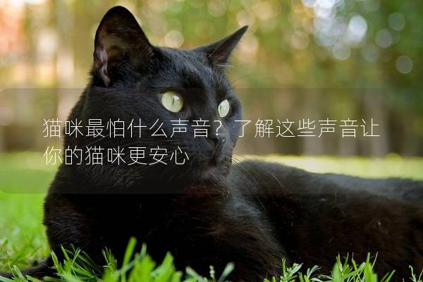 猫咪最怕什么声音？了解这些声音让你的猫咪更安心