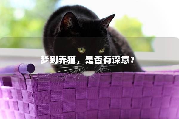 梦到养猫，是否有深意？