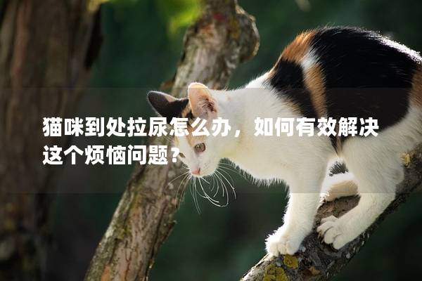 猫咪到处拉尿怎么办，如何有效解决这个烦恼问题？