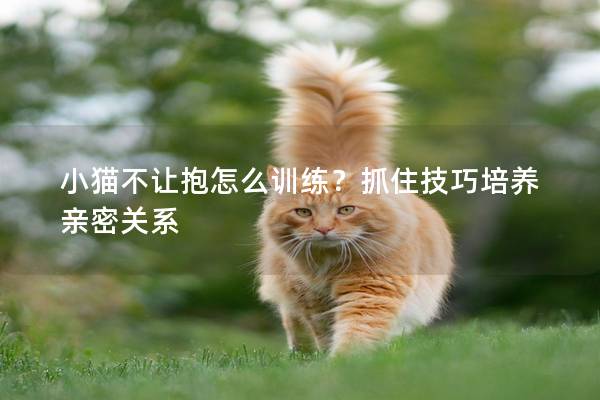 小猫不让抱怎么训练？抓住技巧培养亲密关系